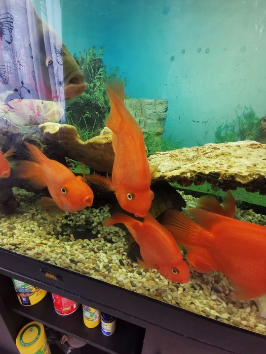 Acvariu cu pesti - ciclide papagal