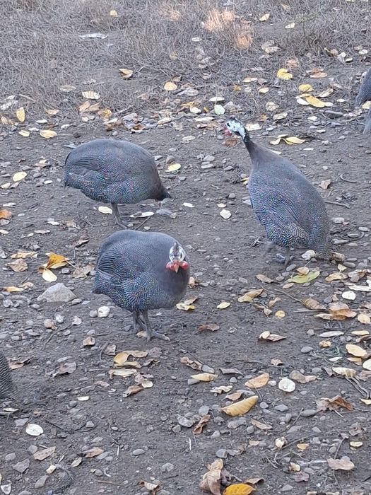 Bibilici (picheri)