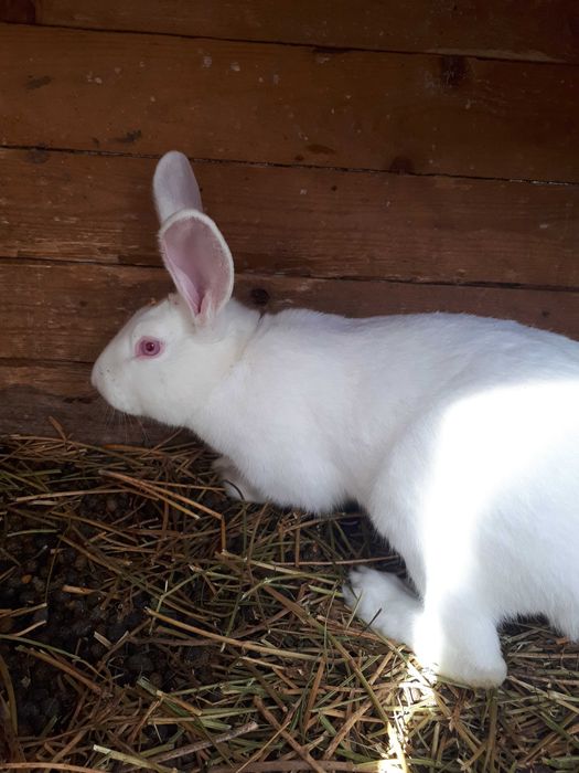 Vand femele gestante de iepure, rasa Hycole