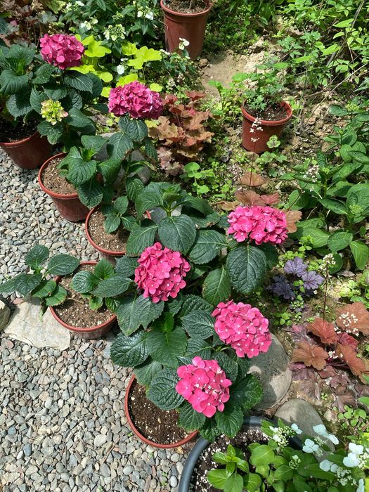 Крупнолистная Гортензия.