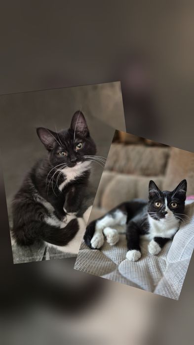 Отдам котят в хорошие руки