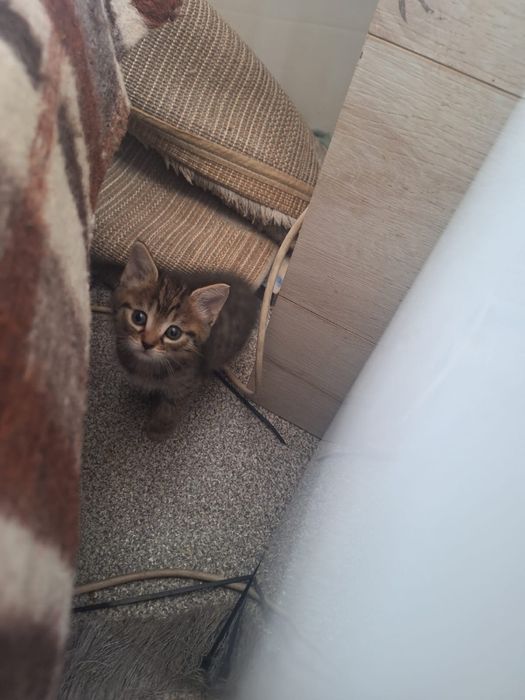 Котята в добрые оуки