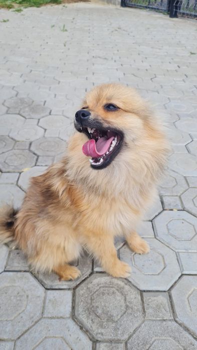 Spitz Pomeranian