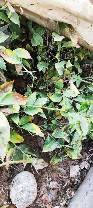 Limon ko'chat navi MIR