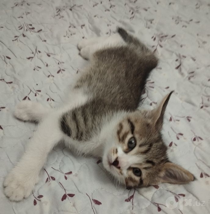 Котёнок домашний.