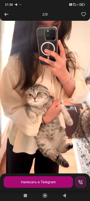 Скотиш страет зотли мушук сотилади