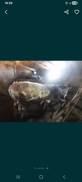 Бука сатамын семиз 1.5 жасар