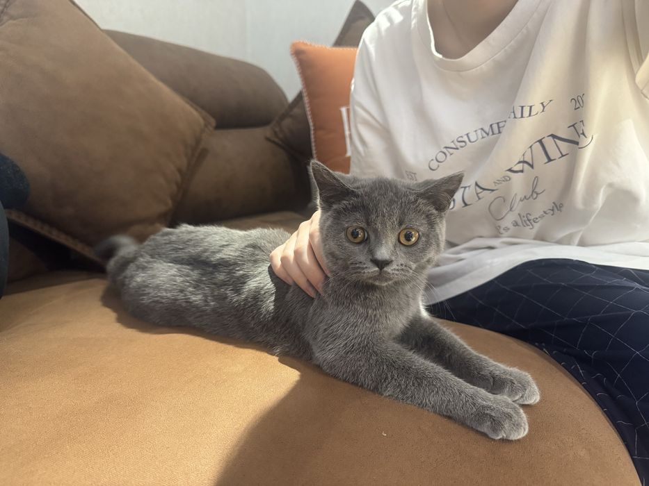 Кот Скотиш страйт