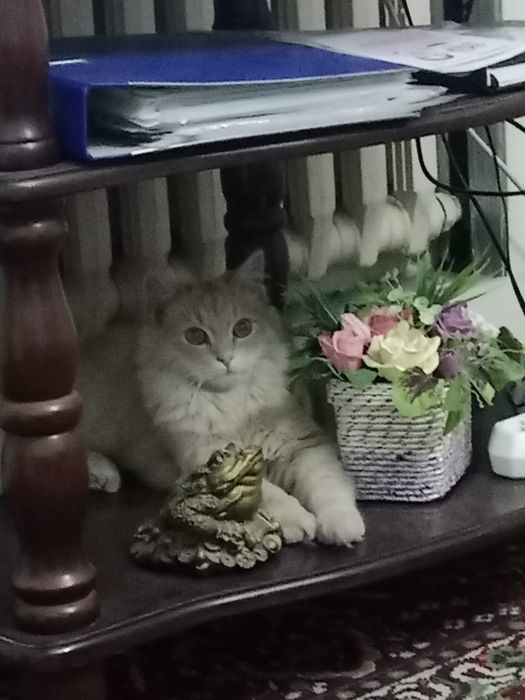 Котенок в хорошие руки