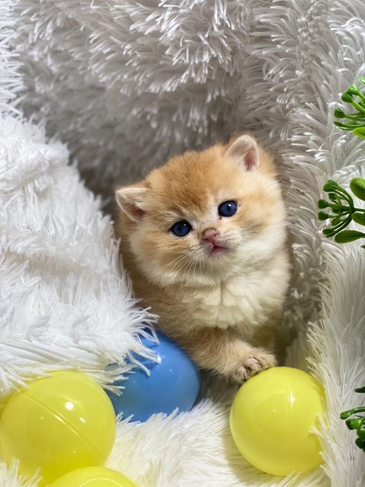 Британские золотые шиншиллы