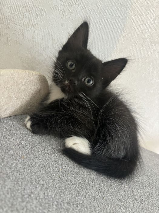 Котята в добрый руки