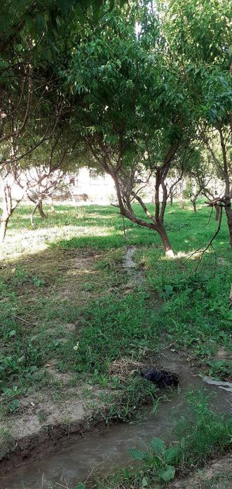 Ер сотилади боғли