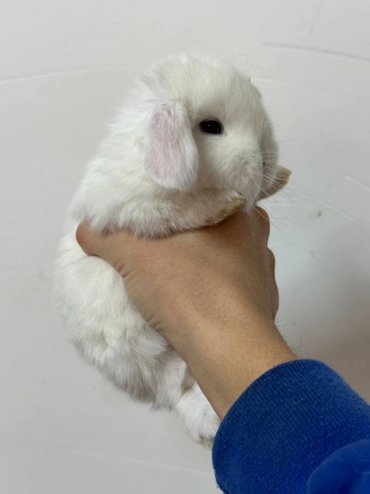 "Karlik Quyonchalari: Mehr, Go'zallik va Sadoqat!"

Siz oila a'zola