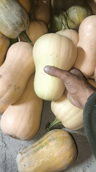 Продам мантную тыкву