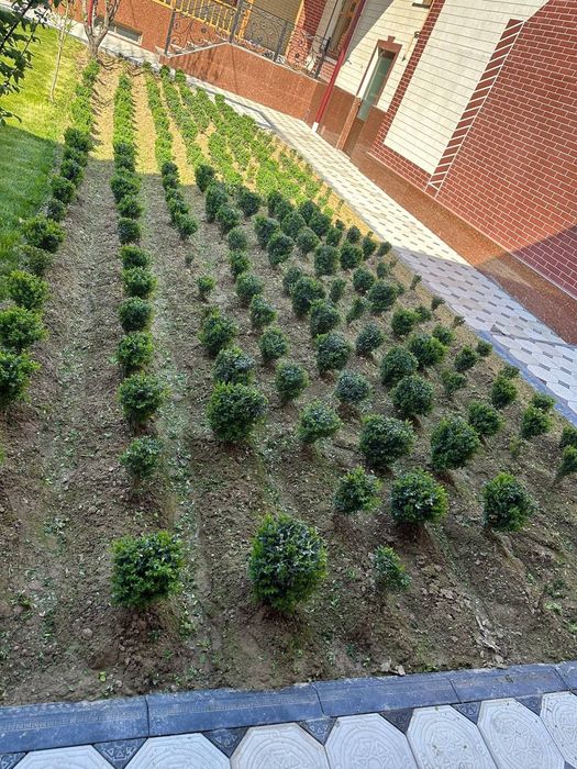 Shamshod gullari sotiladi