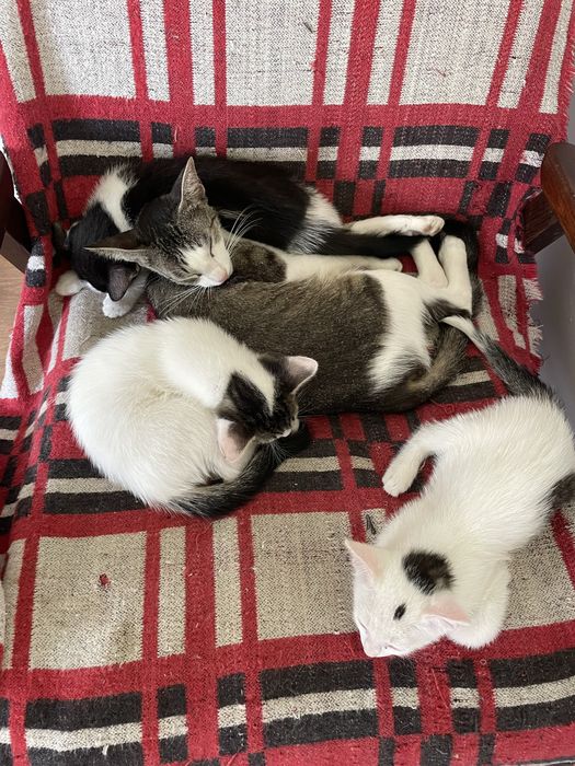 Pui de pisică (3 luni)