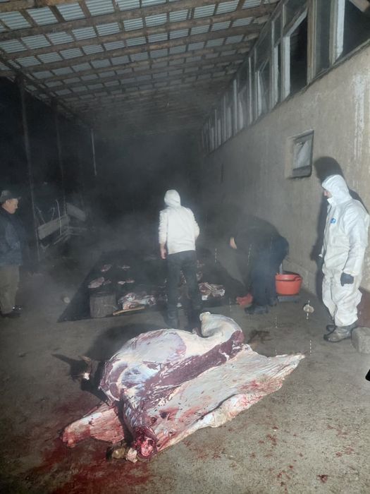 Соғым жылкы етиии