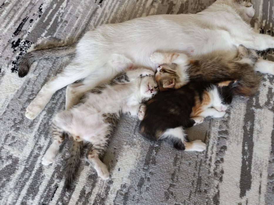 Котята, 2 месяца. Отдаются бесплатно