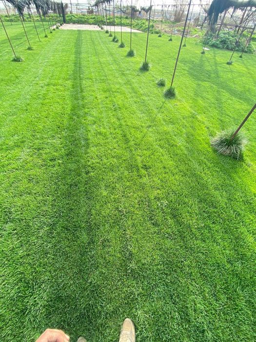 Gazon ekamiz ( kafolat va sifat bilan