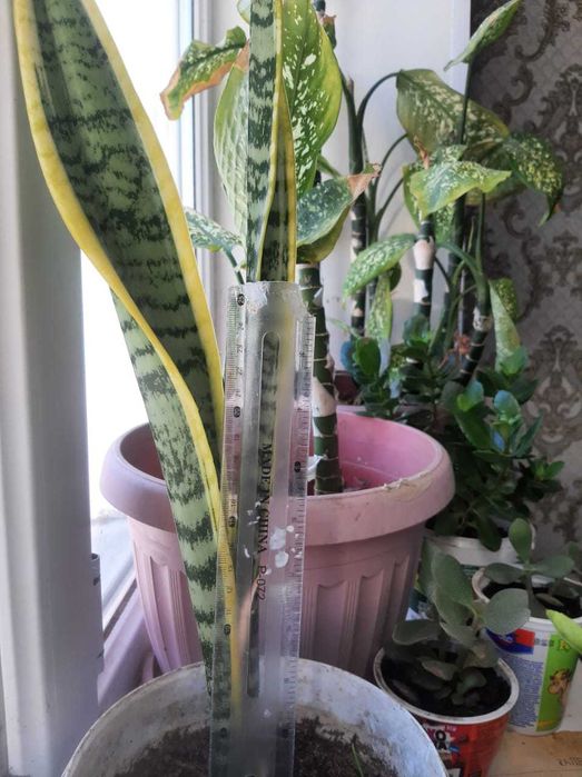 Продам комнатные цветы разные