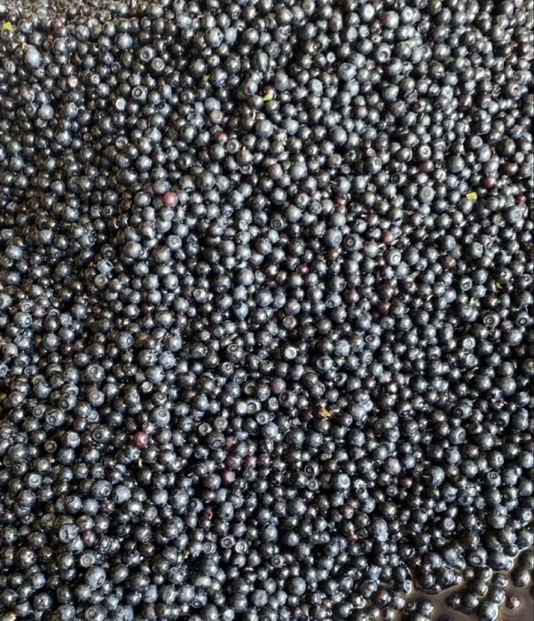 Afine de pădure proaspete culese
