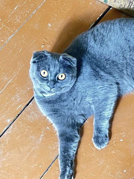 Mushukcha sotiladi Scottish fold qiz