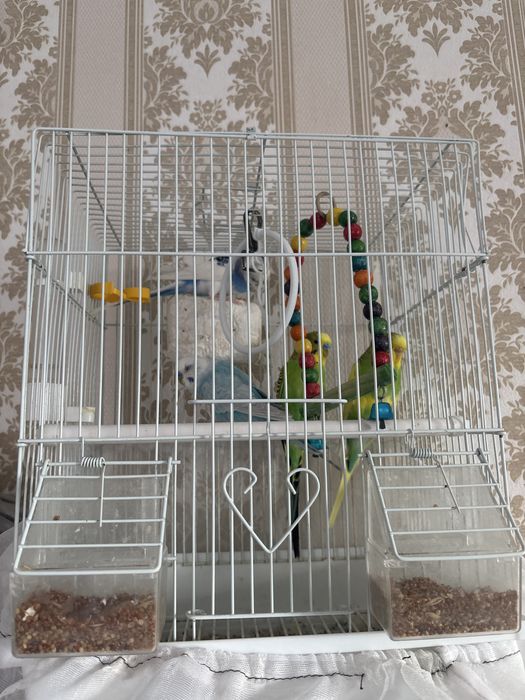 Продаю попугай сетка в подарок