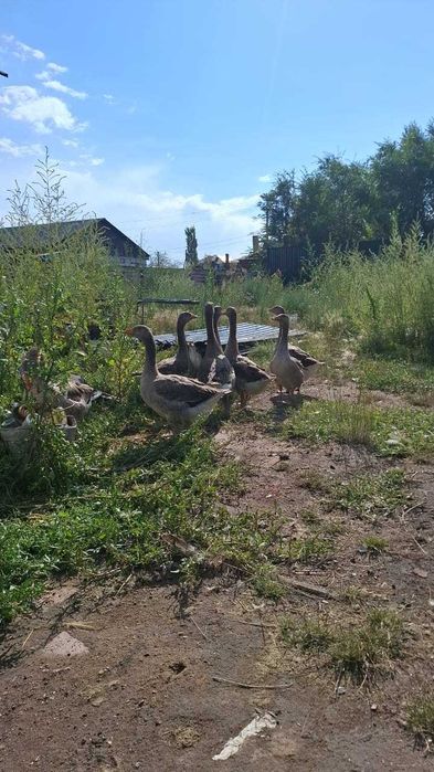 Срочно продам домашних гусей