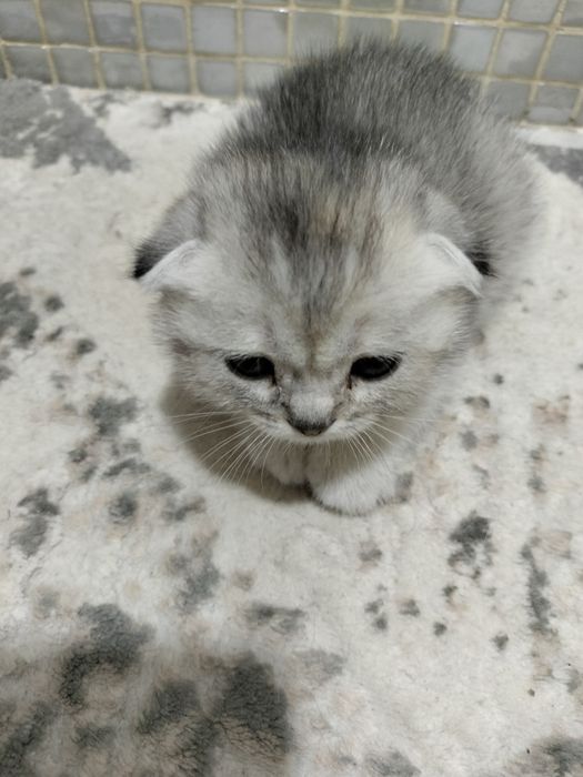 Котята скоттиш фолд и страйт