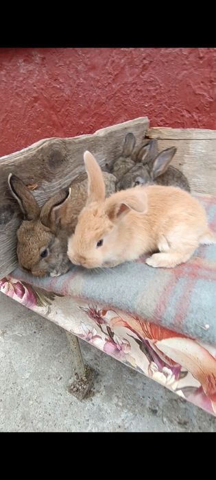 Iepuri puișorii Uriaș gri german și uriaș Transilvania