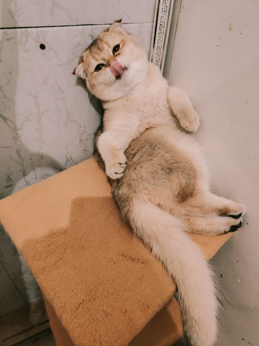 Шиншилла Фолд золотая 5мес