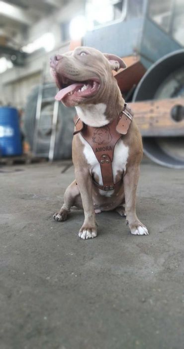 Американски питбул териер ,,Ред ноус''(American pitbull terrier Red nose)