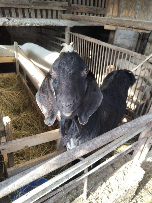 Capre Anglo-Nubiană