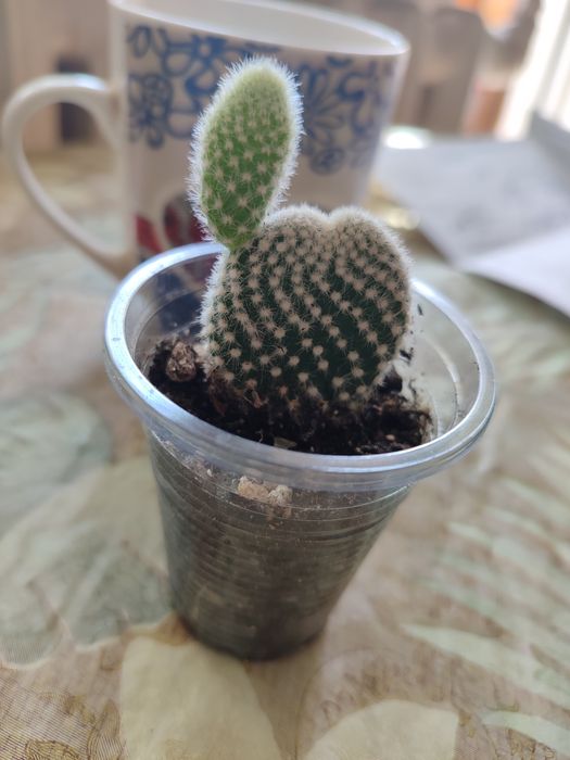 Продам кактусы опунция