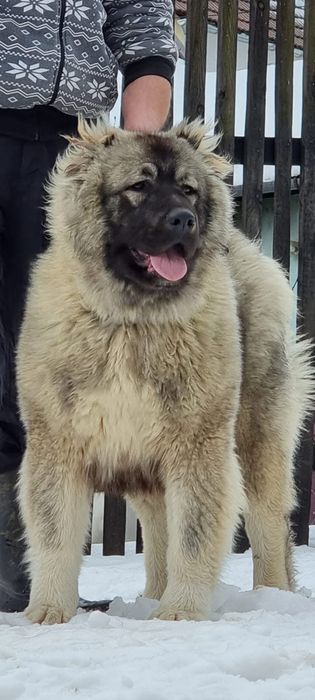 Femela ciobanesc caucazian