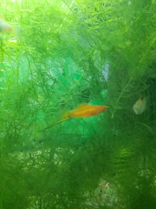 Pesti acvariu exotici