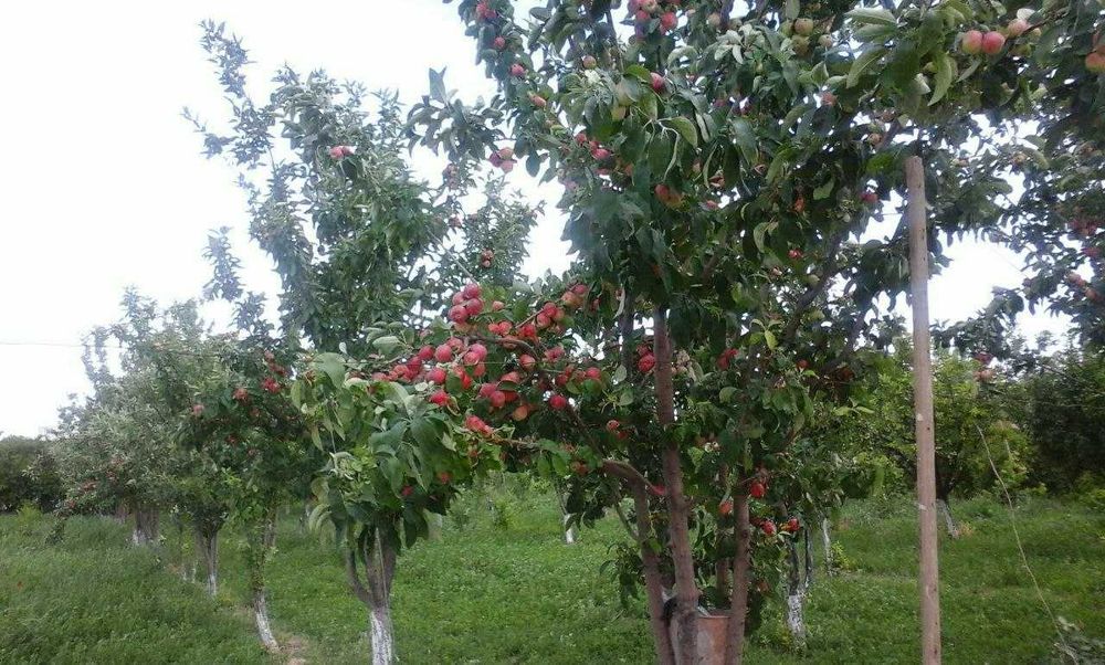 4 хонадан иборат булган уй сотилади