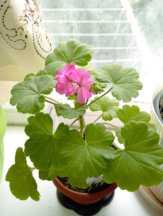 Герань зональная