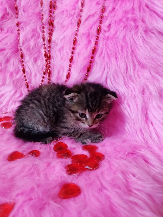 Продам шотландских  вислоухих девочек