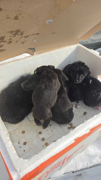 Щенкам нужны семьи