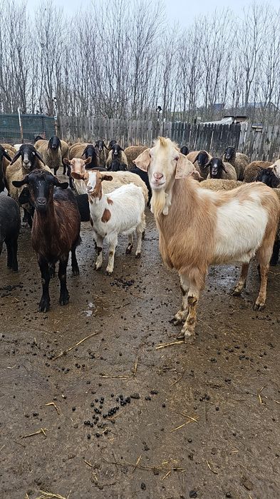 De vanzare oi rasa Carabasa de Teleorman