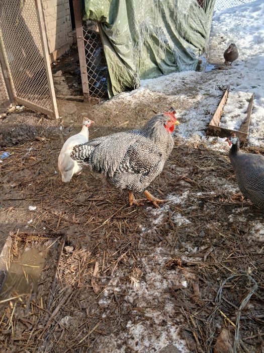 Cocos plymount rock barat