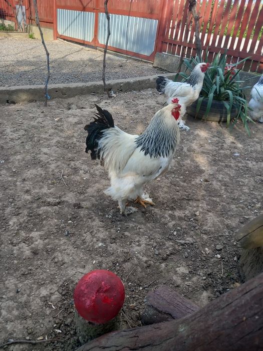 Cocosi brahma herminat