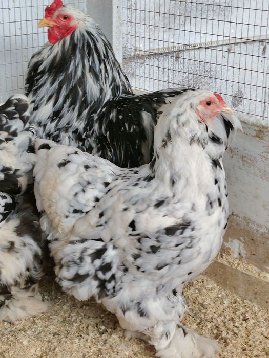 Мрамр тухум ва жужалари сотилади