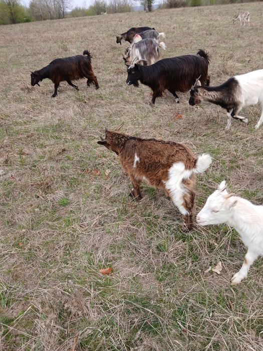 Vind un tapisor si o ieduta pentru sacrificar