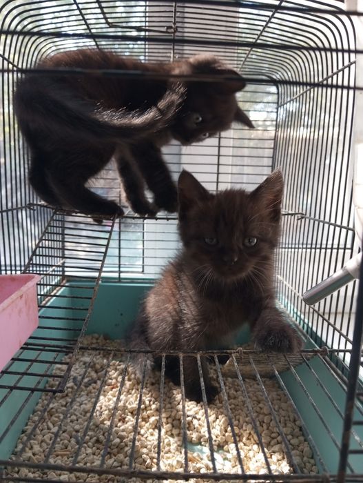 Котята бесплатно