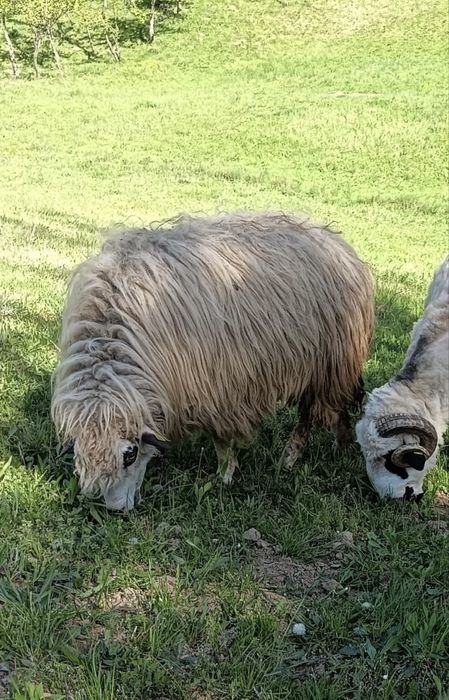 vand 2 oi si 4 miei