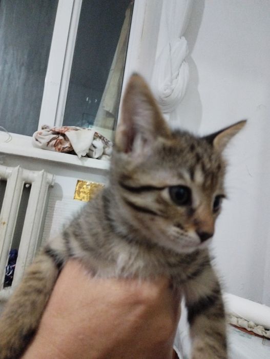 Продам котят в хорошие руки