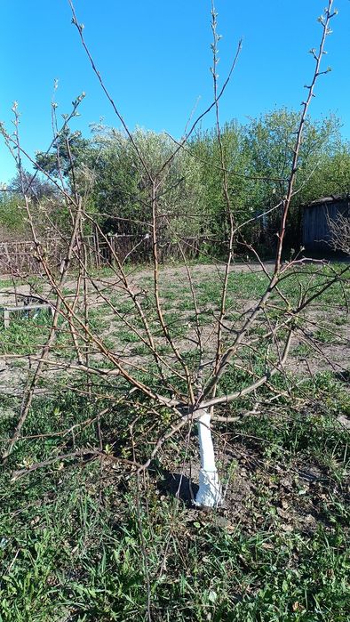 Продам дачу в Ромашке