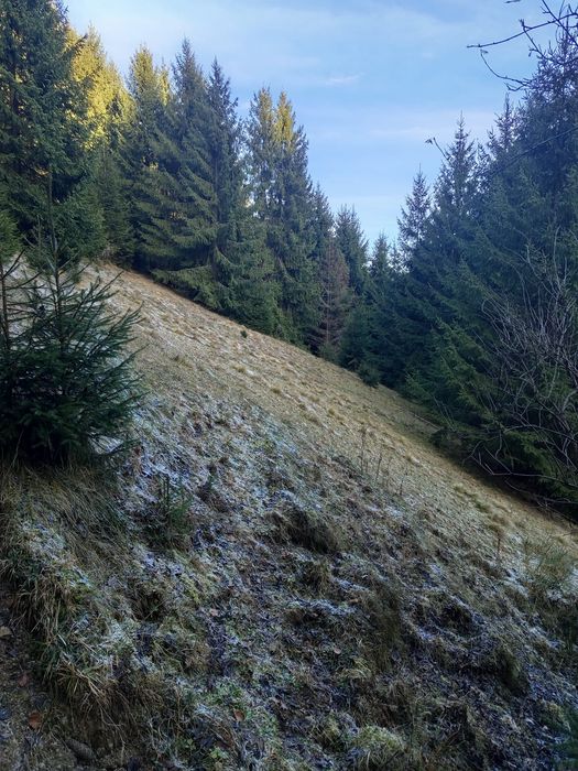 Vând teren cu pădure